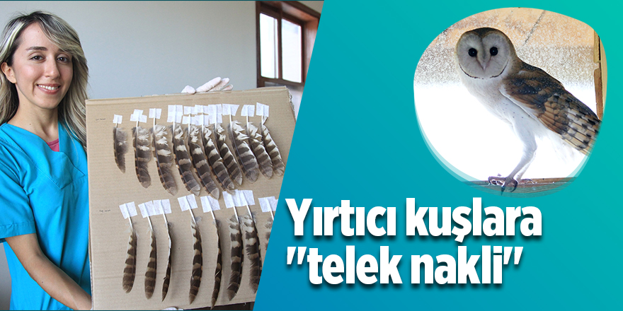 Yırtıcı kuşlara "telek nakli"