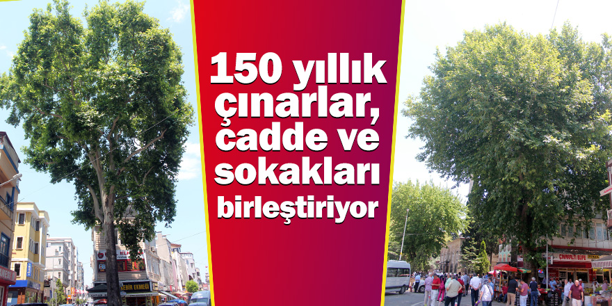 150 yıllık çınarlar, cadde ve sokakları birleştiriyor