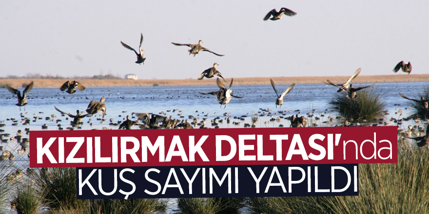 Kızılırmak Deltası'nda kuş sayımı yapıldı