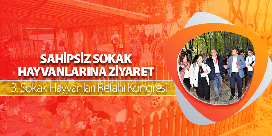 Sahipsiz Sokak Hayvanlarına Ziyaret