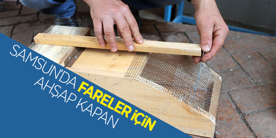 Samsun’da fareler için ahşap kapan