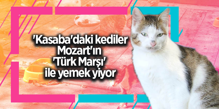 'Kasaba'daki kediler, Mozart'ın 'Türk Marşı' ile yemek yiyor