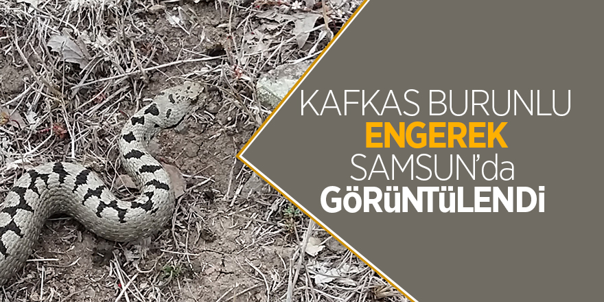 Kafkas burunlu engerek doğal ortamında fotoğraflandı