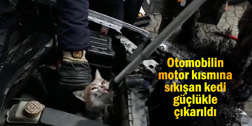 Otomobilin motor kısmına sıkışan kedi güçlükle çıkarıldı