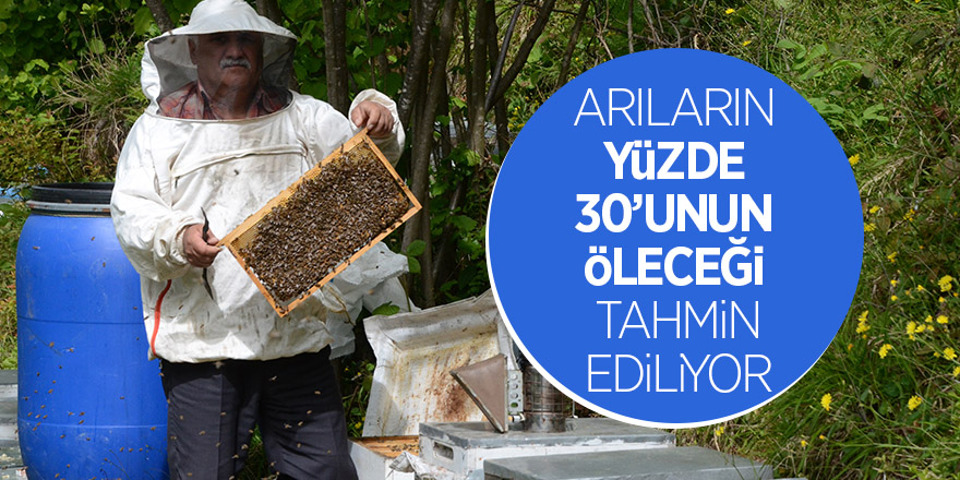 Arıların yüzde 30’unun öleceği tahmin ediliyor 