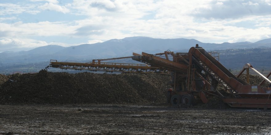 Vezirköprü'den Amasya Şeker Fabrikası'na pancar sevkiyatı