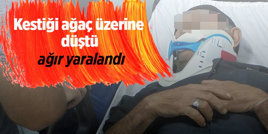 Kestiği ağaç üzerine düştü ağır yaralandı