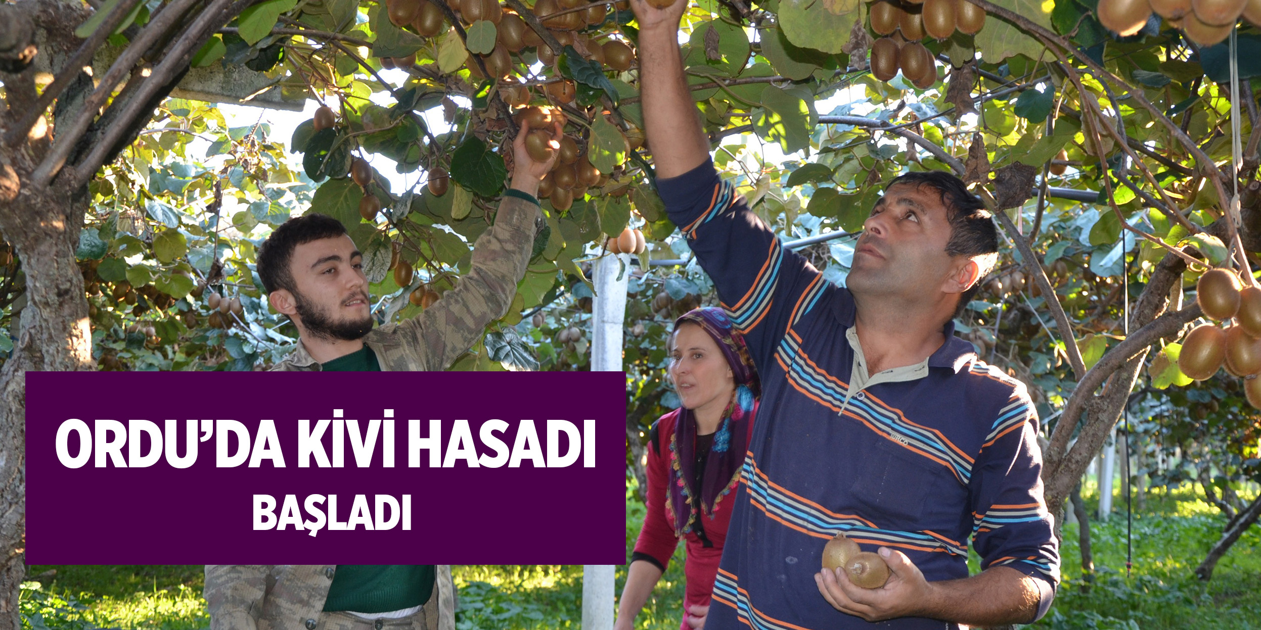 Ordu'da kivi hasadına başlandı