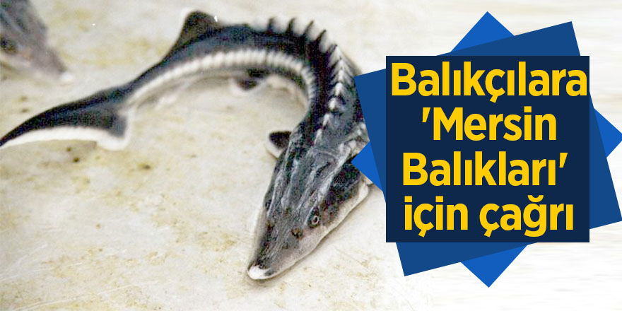 Balıkçılara 'Mersin Balıkları' için çağrı