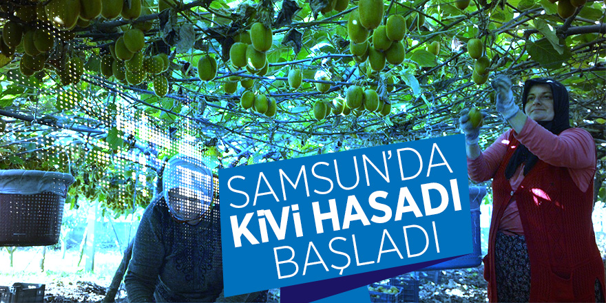 Samsun’da kivi hasadı başladı