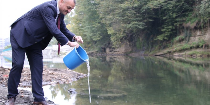 Terme Deresi'ne 40 bin yavru sazan bırakıldı