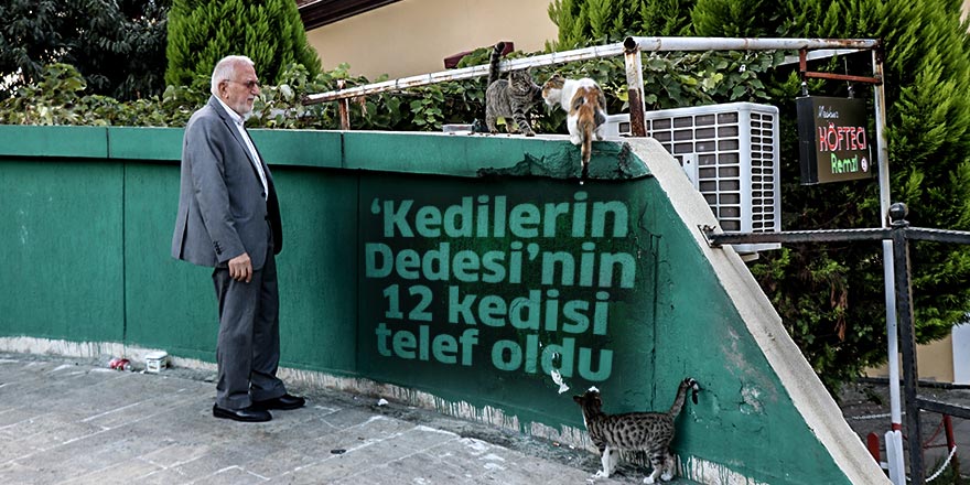 "Kedilerin Dedesi"nin 12 kedisi bir hafta içerisinde telef oldu