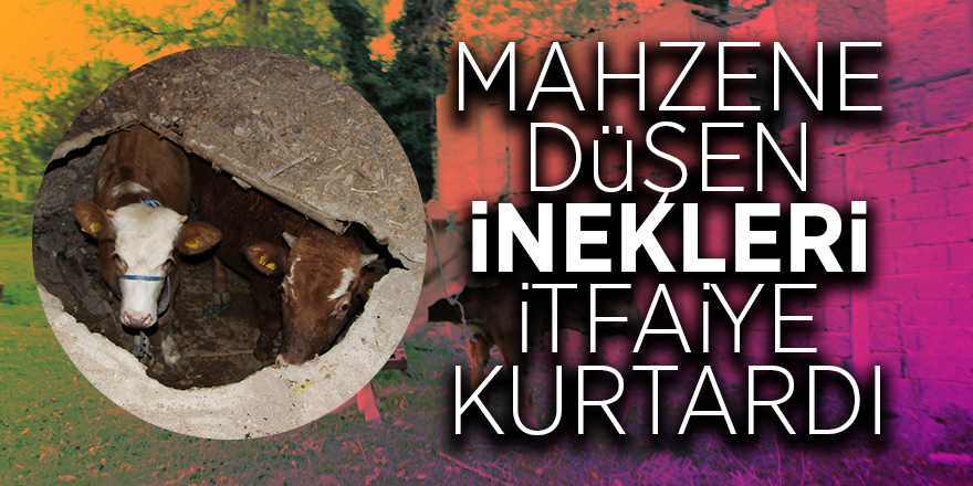 Mahzene düşen inekleri itfaiye kurtardı 