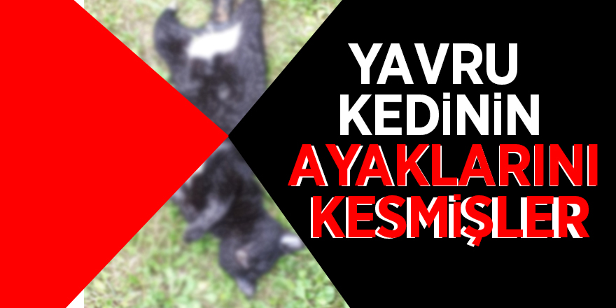 Yavru kedinin ayaklarını kesmişler