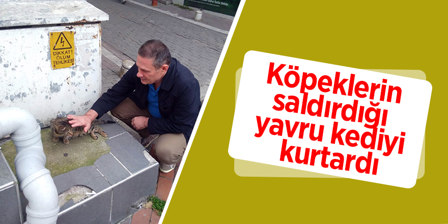 Köpeklerin saldırdığı yavru kediyi kurtardı