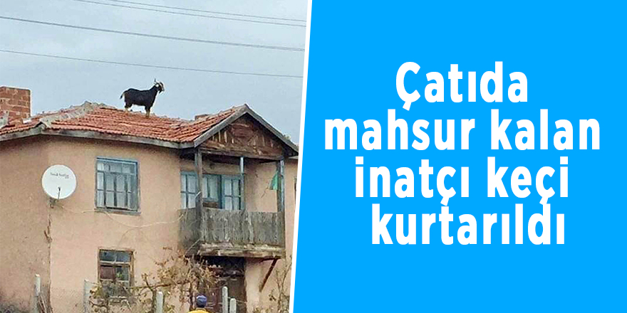 Çatıda mahsur kalan inatçı keçi kurtarıldı