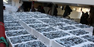 Karadeniz'de hamsi bolluğu