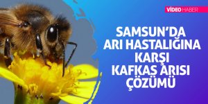Samsun’da arı hastalığına karşı Kafkas arısı çözümü 