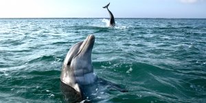 Yunus ölümlerinin sebebi açıklandı