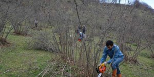 Fındıkta verim ve kalite artıyor