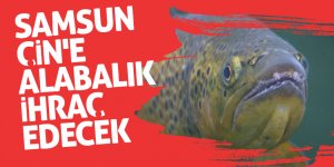 Çinliler Türk balığı yiyecek