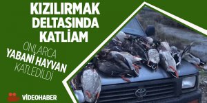 Kızılırmak Deltasında katliam: Onlarca yabani hayvan katledildi