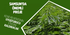 Samsun'da kenevir bitkisinin uyuşturucu etkisini kaldıracak proje hazırlandı