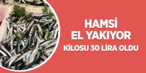 Hamsi 30 liraya yükseldi! Hem tüketici hemde balıkçı üzgün