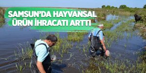 Samsun'da hayvansal ürün ihracatı arttı