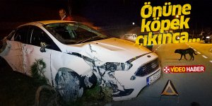 Samsun'da önüne köpek çıkınca...