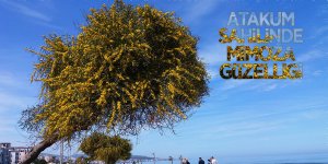Atakum sahilinde mimoza güzelliği 