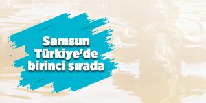 En çok manda Samsun'da var