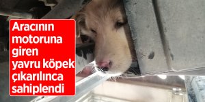 Aracının motoruna giren yavru köpek çıkarılınca sahiplendi