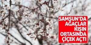 Samsun’da ağaçlar kışın ortasında çiçek açtı