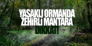 Yasaklı ormanda yasaklı mantar