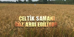 Yakılan çeltik samanının hayvancılık için önemi