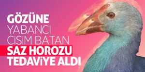 Kuş Cenneti’nin simgesi 'saz horozu' tedaviye alındı