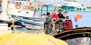 Denizanası nedeniyle balıkçılar ağ toplayamıyor