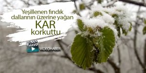 Fındık üreticileri endişeli