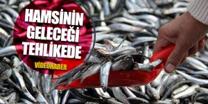 Arslan: "Önlem alınmazsa hamsinin geleceği tehlikede"