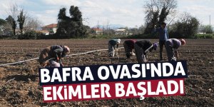 Bafra Ovası'nda örtü altı karpuz ve kavun ekimleri başladı 