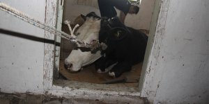 Ayağı evin tahtalarına sıkışan ineği itfaiye kurtardı