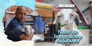 Evladı gibi sevdiği keçiyi yanından ayırmıyor