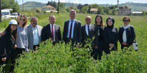 53 çiftçiye 4 bin kilo yem bezelyesi tohumu dağıtıldı