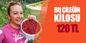 Dağ çileğine büyük ilgi
