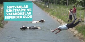 Sulama kanalına düşen hayvanlar için itfaiye ve vatandaşlar seferber oldu