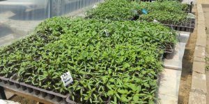 Okulda yerli tohum üretiyorlar