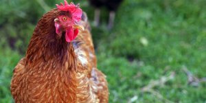 Tavuk Hırsızları Yakayı Ele Verdi