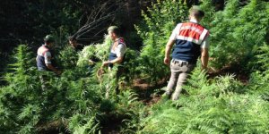 Samsun'da jandarmadan kenevir operasyonu