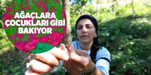 Doğada dolaşıp yabani meyve ağaçlarını aşılıyor